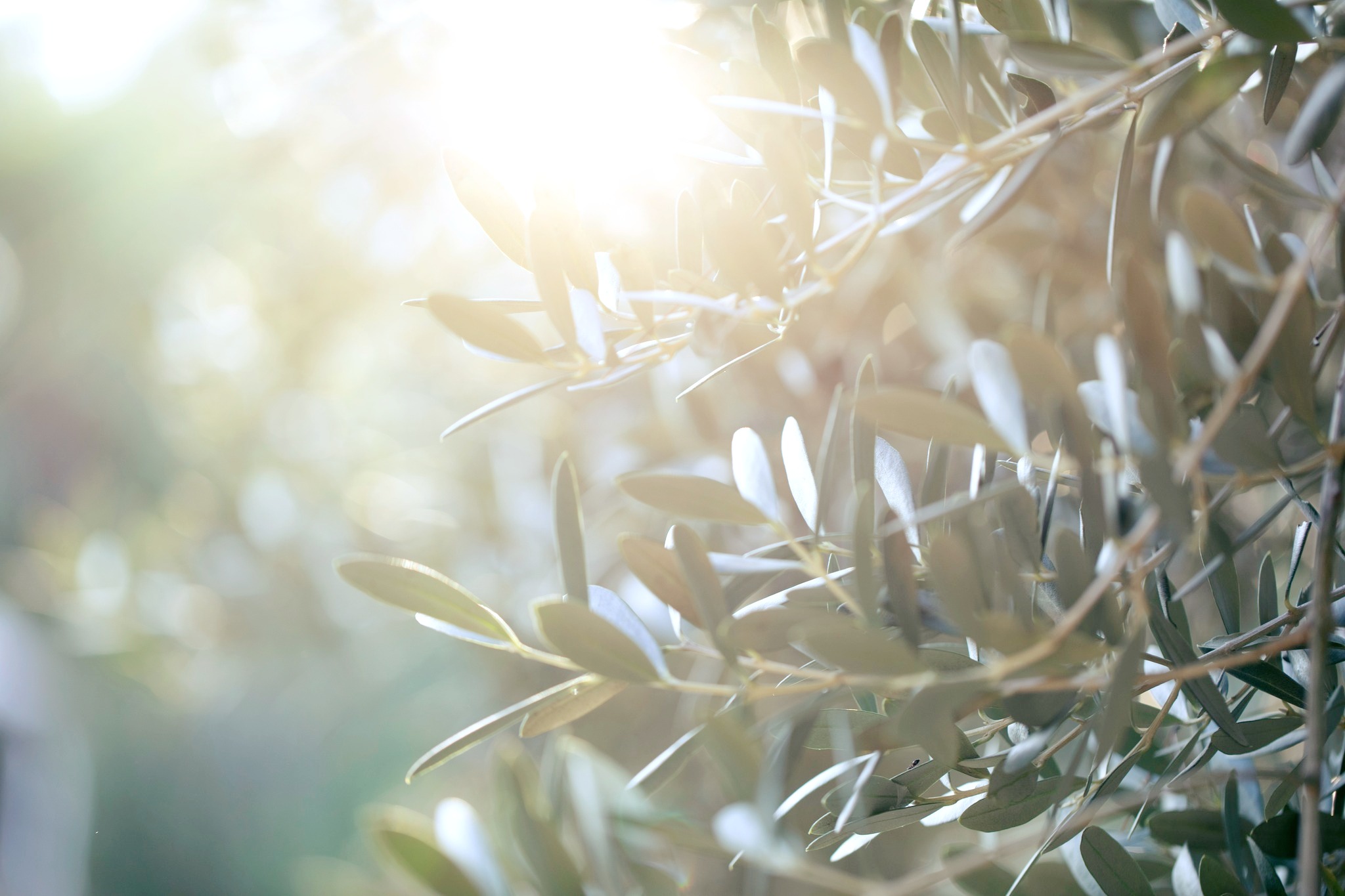 L'inimitable lumière Provençale 🌾✨
mas-des-romarins.com
#masdesromarins #maisonsdhotesdeprovence #paysdefayence #chambresdhotesprovence #bedandbreakfastprovence #chambresdhotes